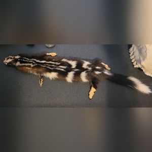 Spotted Skunk  / Civet Cat